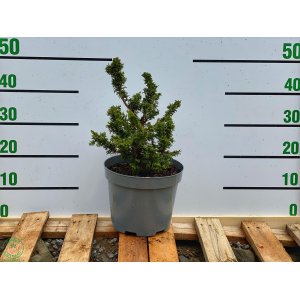 Tuja západná (Thuja occidentalis) ´MALANYANA HOLUB´ - výška 30-50 cm, kont. C5L